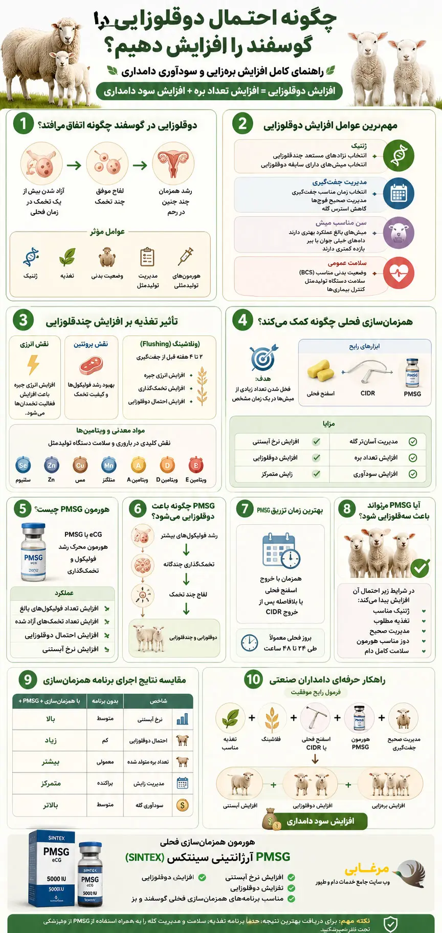 مرغابی