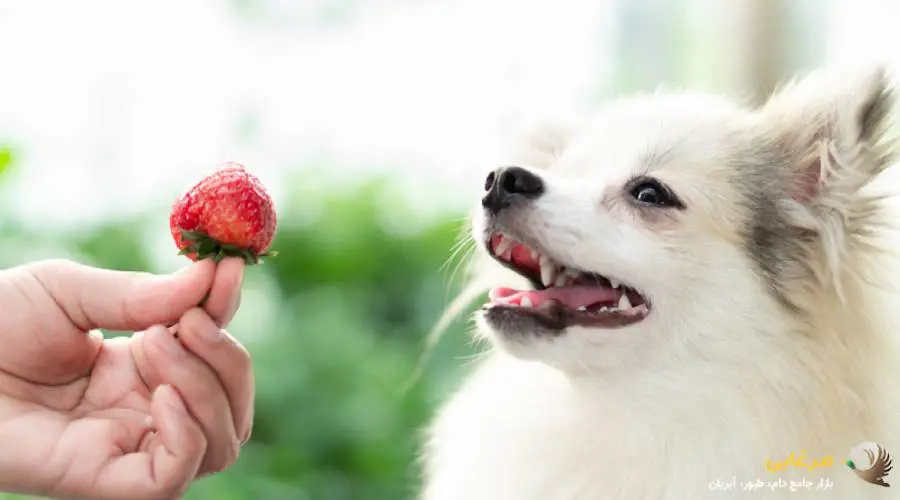 توت فرنگی، بهترین میان وعده برای سگ
