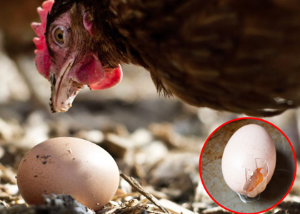 چرا مرغ ها تخم مرغ خود را می خورند؟ (راه های جلوگیری)