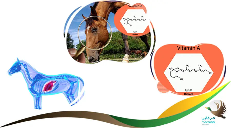 ویتامین A در بدن اسب