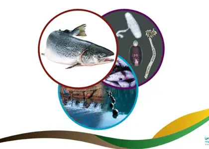 بیماری های مهم آبزیان (ماهیان سرد آبی، ماهیان گرم آبی و میگو) و عوامل مؤثر بر آنها