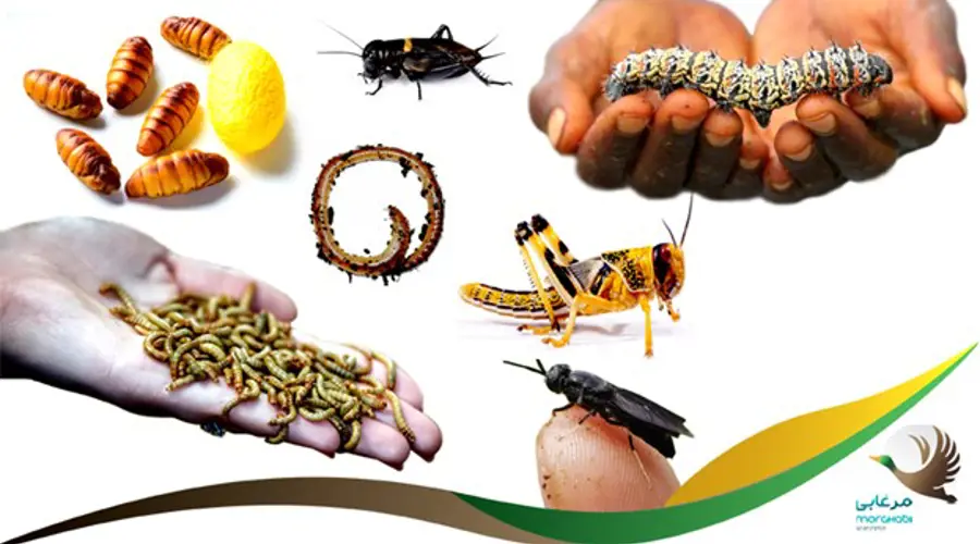 حشرات در تغذیه دام و طیور، راهی به سوی آینده تغذیه دام و طیور