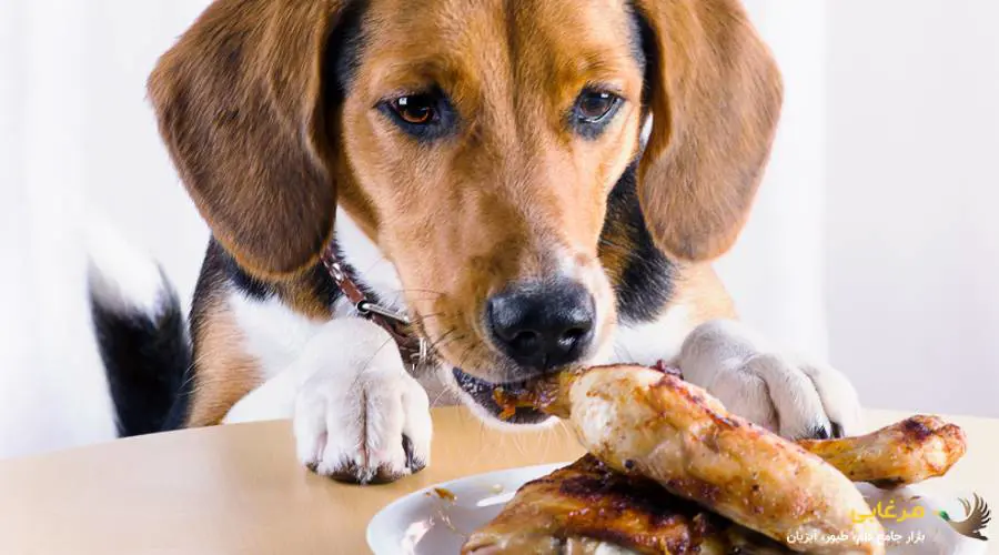 مرغ و بوقلمون پخته شده، بهترین میان وعده برای سگ