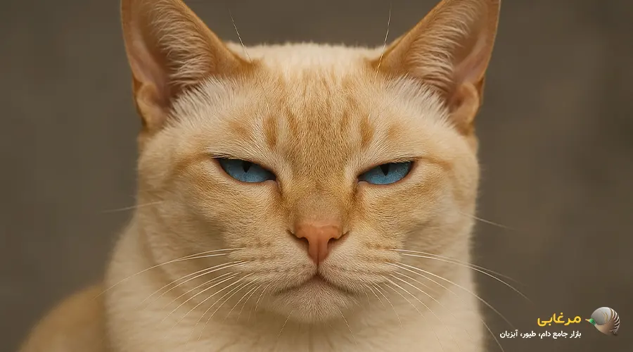 گربه سوکوکه