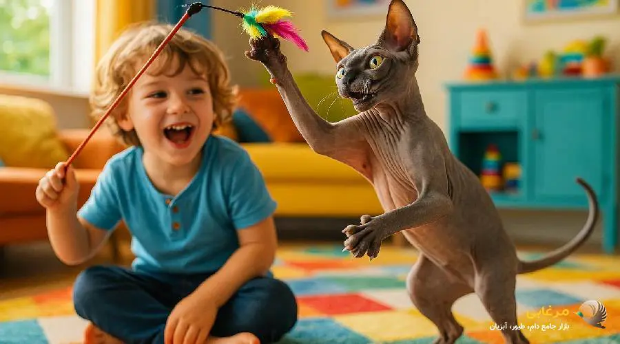 گربه اسفینکس مشکی