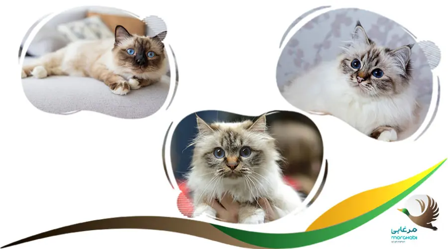 گربه بیرمن