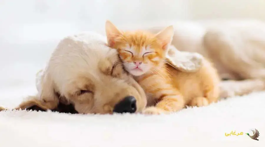 نکات مهم برای نگهدای سگ و گربه باهم در خانه