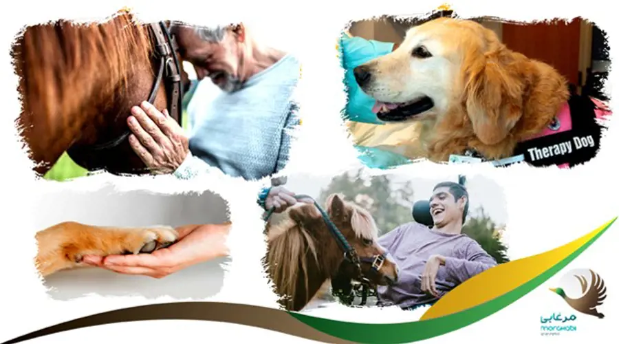 7 نکته مفید حیوانات خانگی و اسب ها برای بهبود شرایط روحی و کیفیت زندگی انسان