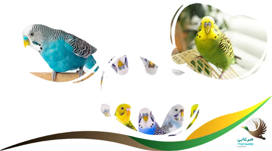 رنگ پای مرغ عشق