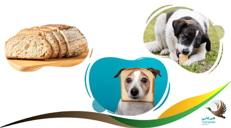 نان برای سگ ممنوع