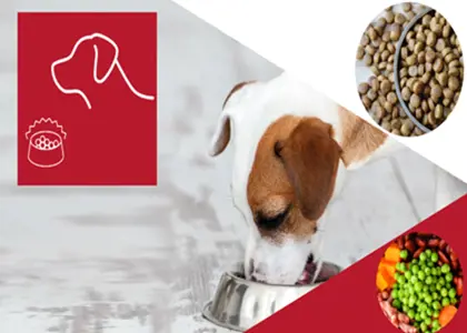 3 اصل اساسی تغذیه سگ ها، سایر اصول و نکاتی مهم پیرامون آن