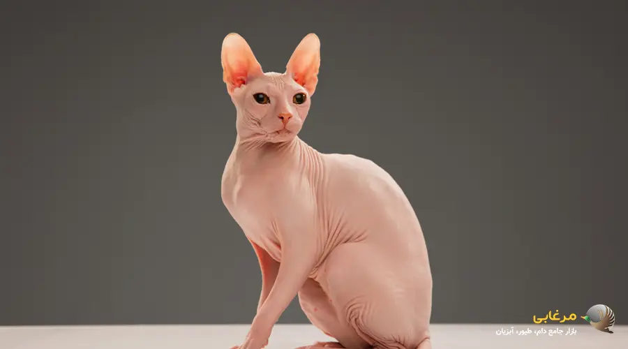 گربه اسفنیکس