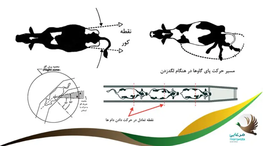 5 هدف ایجاد سیستم ایمنی در واحدهای دامپروری و سایر نکات مهم ایمنی در صنعت دام