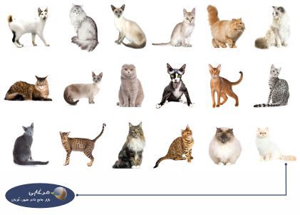10 نژاد معروف گربه خانگی در دنیا و 10 اصل تربیت بچه گربه برای نگهداری در منزل  