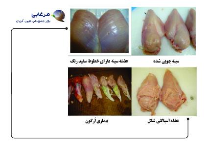 مشکلات کیفی سینه مرغ