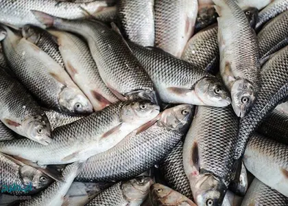 نکاتی مهم پیرامون اهمیت فراوری و بسته بندی ماهی و غذاهای دریایی، روش ها و اقلام مورداستفاده در آن