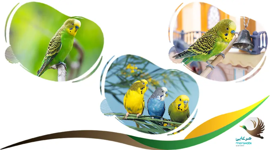 تخمین سن مرغ عشق
