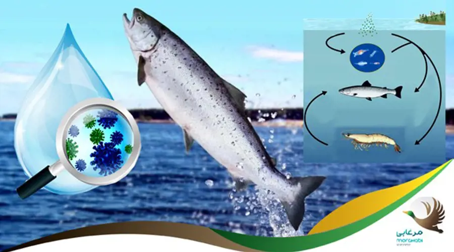 بیماری های مهم آبزیان (ماهیان سرد آبی، ماهیان گرم آبی و میگو) و عوامل مؤثر بر آنها