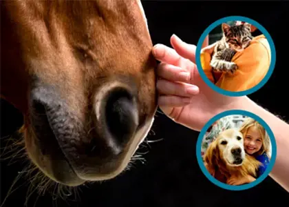 7 نکته مفید حیوانات خانگی و اسب ها برای بهبود شرایط روحی و کیفیت زندگی انسان