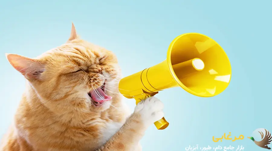 صدای گربه ها