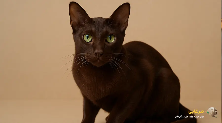 گربه چائوسی