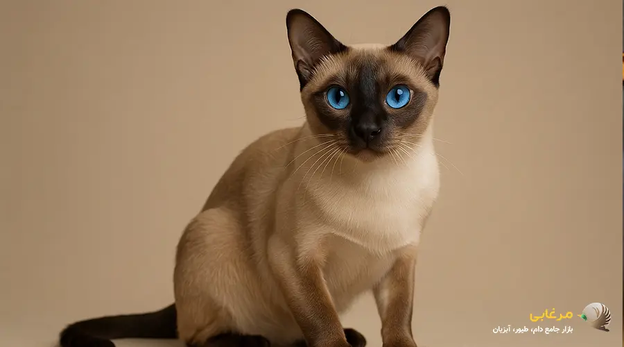 گربه ترک وان