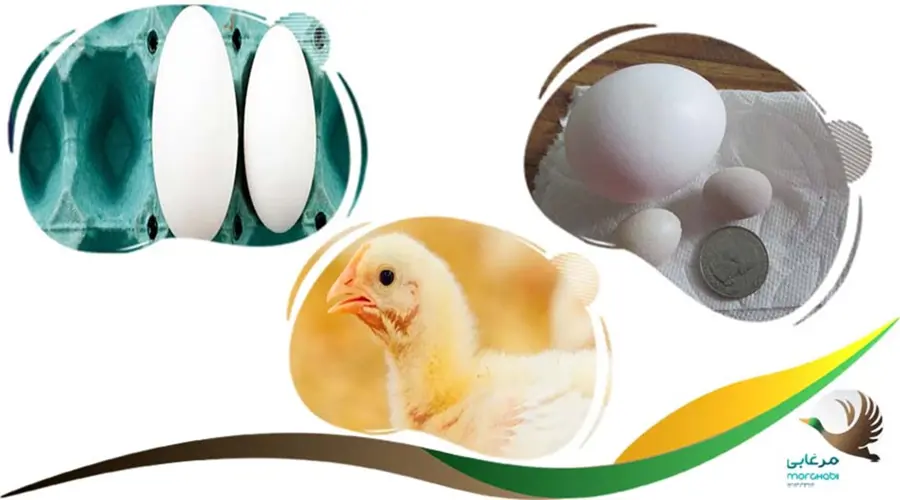 عوامل موثر بر کوچک شدن تخم مرغ