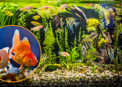 معرفی زیباترین ماهی های آکواریوم آب شیرین (18 ماهی زیبا)