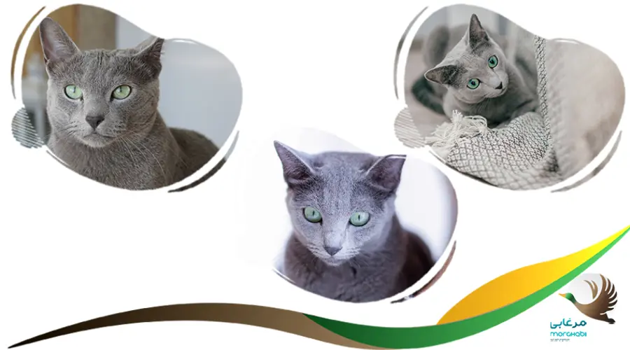 بهترین گربه برای نگهداری، راشن بلو