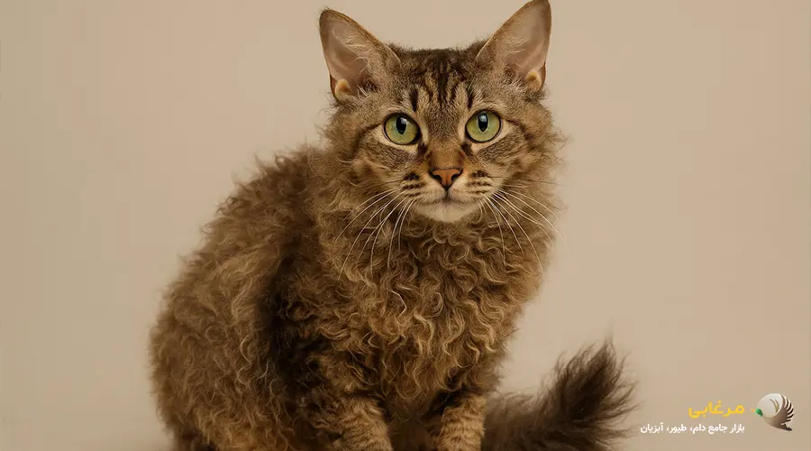 گربه هاوانا