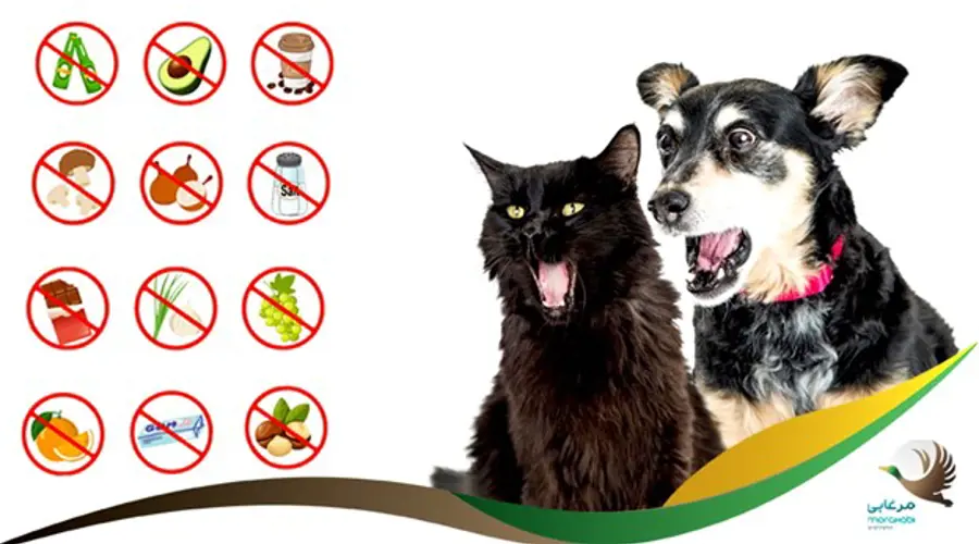16 ماده خوراکی انسانی که در حیوانات خانگی (سگ ها و گربه ها) نباید مصرف شوند
