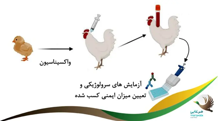 اصول و اهمیت واکسیناسیون دام و طیور و نکات مهم در فرایند واکسیناسیون