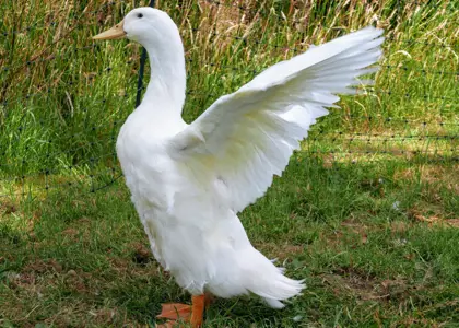 تاریخچه پرورش اردک و 5 نژاد برتر اردک برای تولید گوشت (تک کاربردی و دو کاربردی)