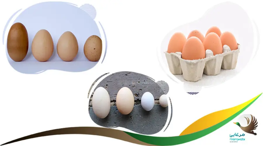 عوامل موثر بر سایز تخم مرغ