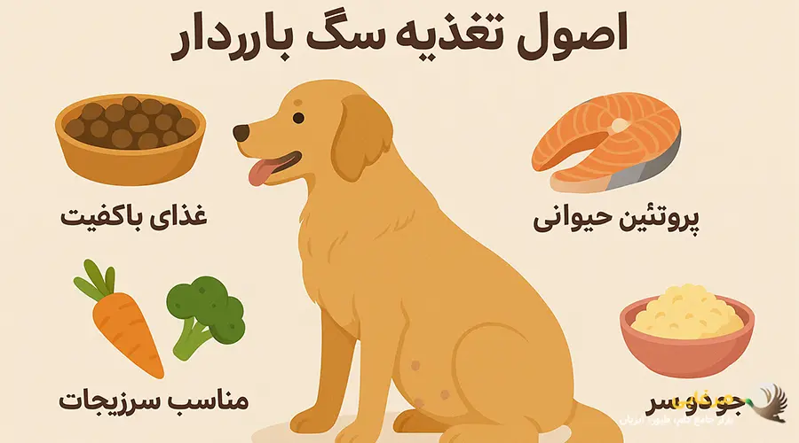 بهترین غذا برای سگ باردار
