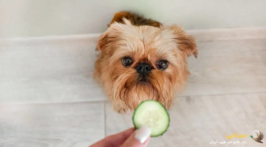 خیار، بهترین میان وعده برای سگ