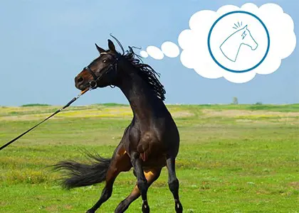 دلایل استرس اسب چیست؟ اثرات استرس در اسب ها و روش درمان آن