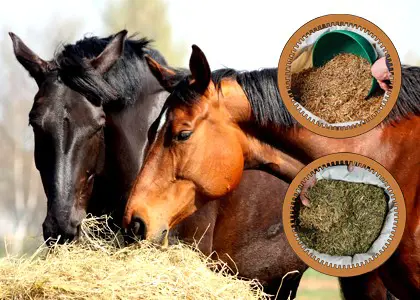 2 مورد از پرکاربردترین منابع علوفه ای در تغذیه اسب ها (یونجه و کاه) و نکات مهمی در مورد آنها