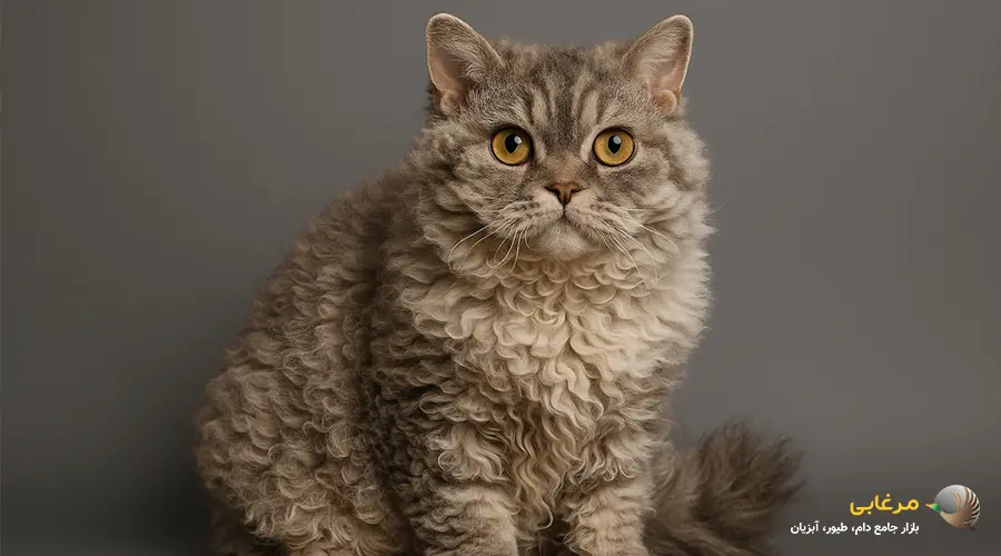 گربه سنگاپوری