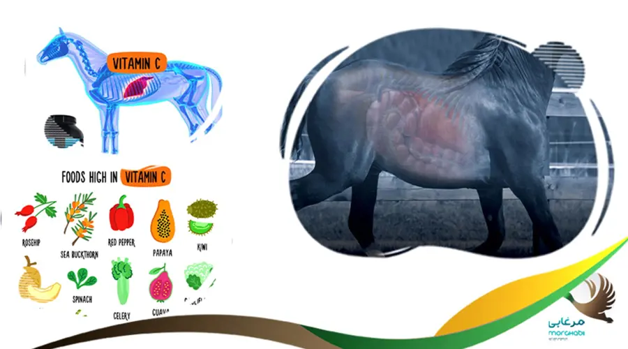 منابع ویتامین سی در بدن اسب