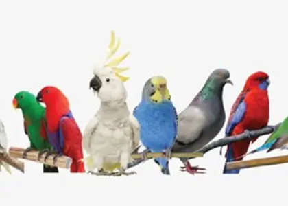 نگاهی به پرطرفدارترین گونه های پرندگان زینتی و شرایط نگهداری از آنها