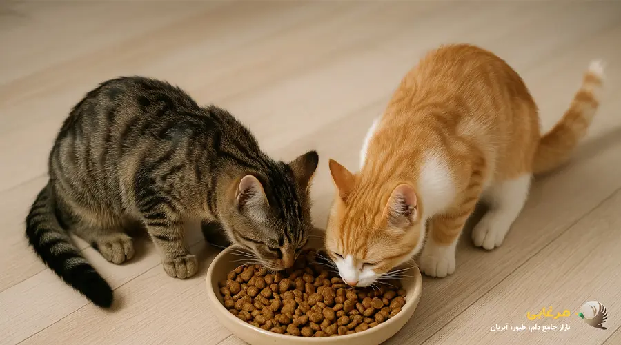 غذای بچه گربه 3 ماهه تا 6 ماهه