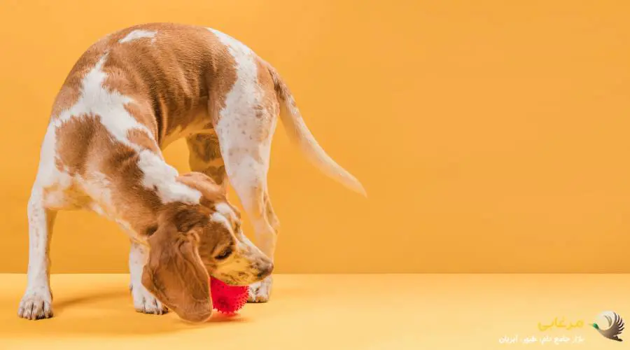 12تا از بهترین میان وعده ها برای سگ ها