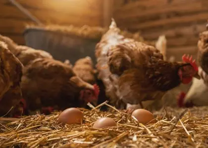 8 خوراکی مناسب برای افزایش تخم گذاری مرغ