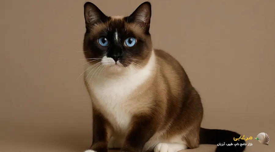 گربه جاوانیز