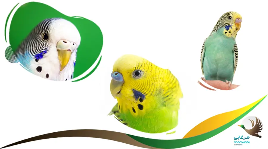 چشمان مرغ عشق برای تشخیص سن