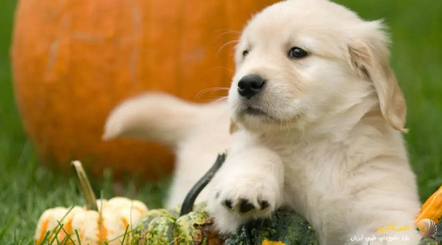 کدو حلوایی بهترین میان وعده برای سگ