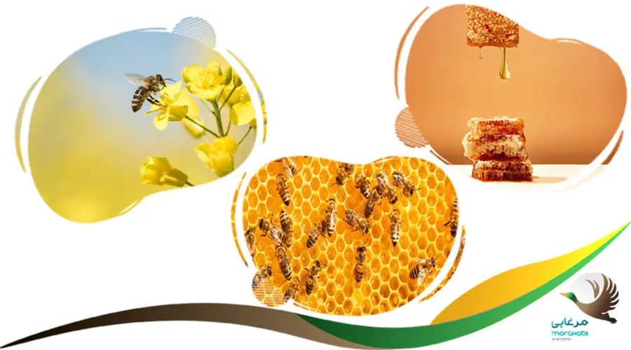 فرایند تولید زنبور عسل