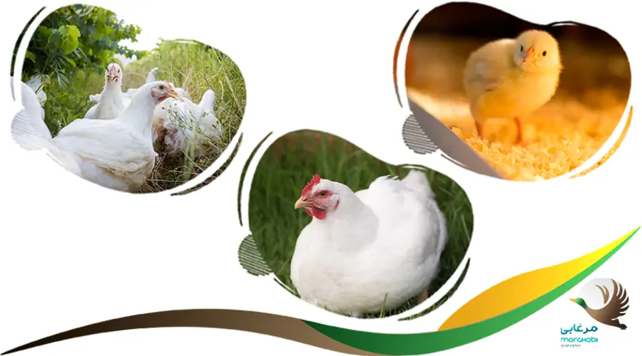 غذا برای رشد سریع جوجه مرغ محلی