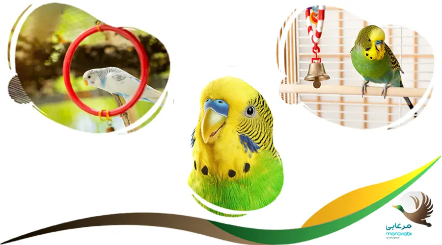 تشخیص سن مرغ عشق نر و ماده